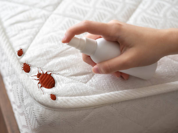 Best Flea Control Services  in Parkway, CA