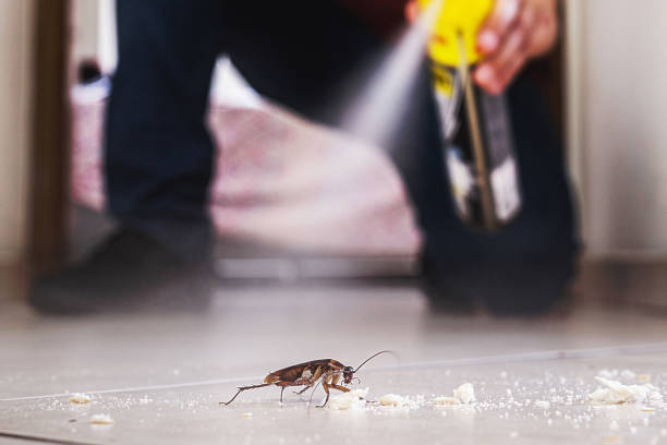 Reliable Parkway, CA Pest Control Solutions
